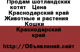 Продам шотландских котят › Цена ­ 1 500 - Краснодарский край Животные и растения » Кошки   . Краснодарский край